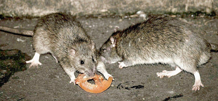 Дератизация мышей, крыс